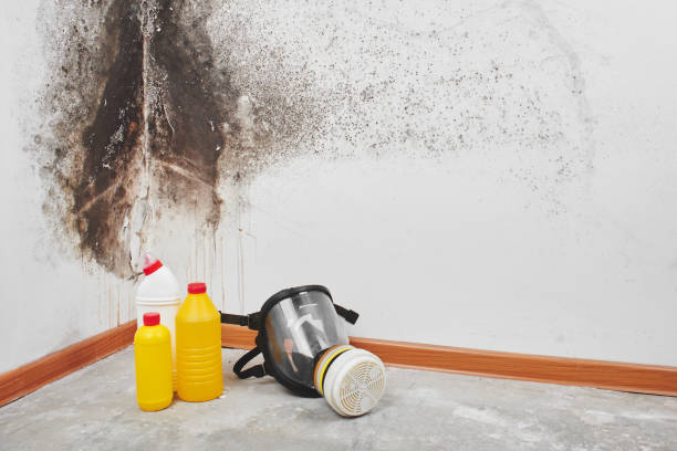 Best Office Mold Removal Services  in Roman Forest, TX