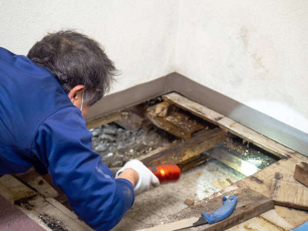 Best Home Mold Removal  in Roman Forest, TX