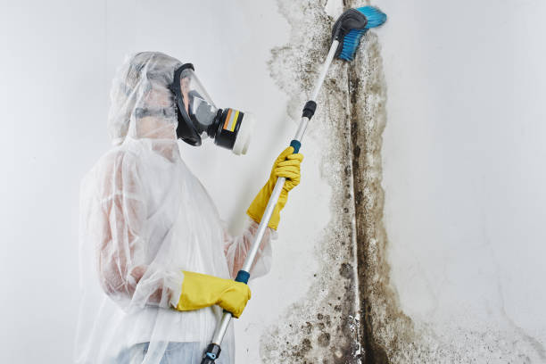 Best Mold Remediation Experts  in Roman Forest, TX