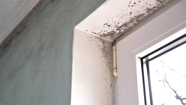 Best Residential Mold Removal  in Roman Forest, TX