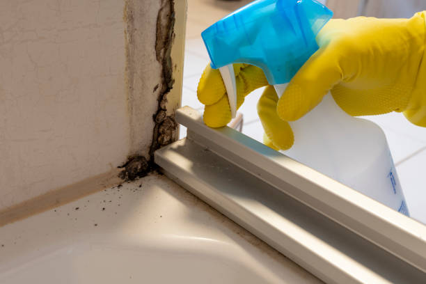 Attic Mold Removal in Roman Forest, TX