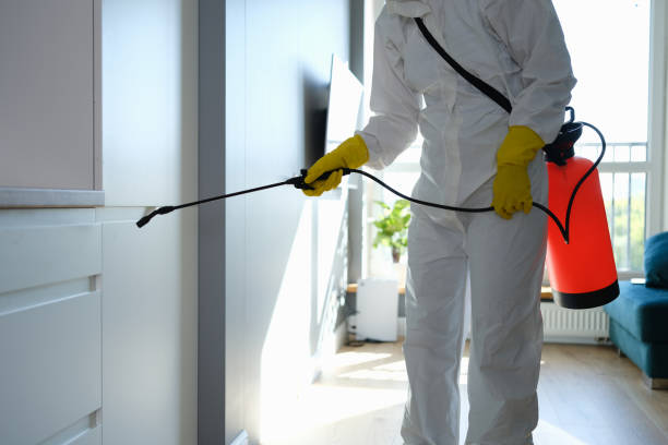 Best Mold Removal and Inspection  in Roman Forest, TX
