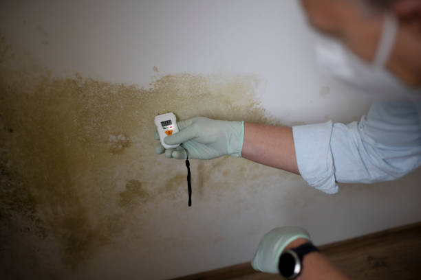 Mold Removal Process in Roman Forest, TX