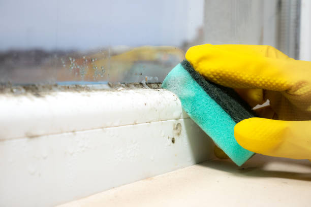 Best Attic Mold Removal  in Roman Forest, TX