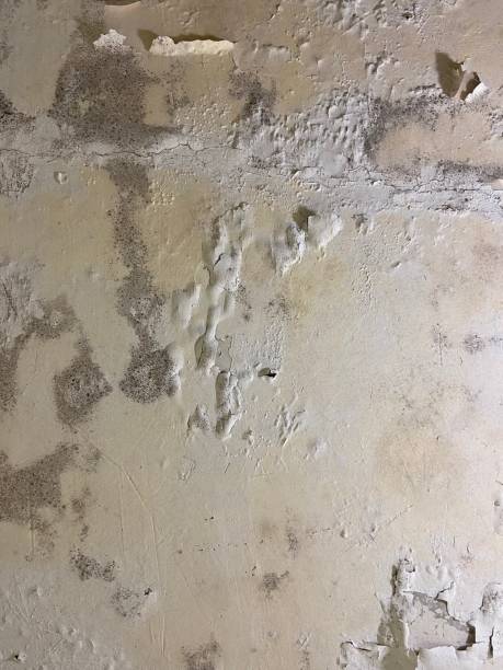 Best Mold Testing  in Roman Forest, TX