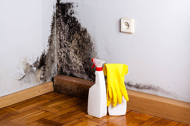 Best Professional Mold Removal  in Roman Forest, TX