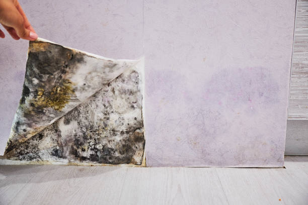 Mold Removal and Inspection in Roman Forest, TX